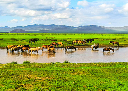 Mongolian Grassland